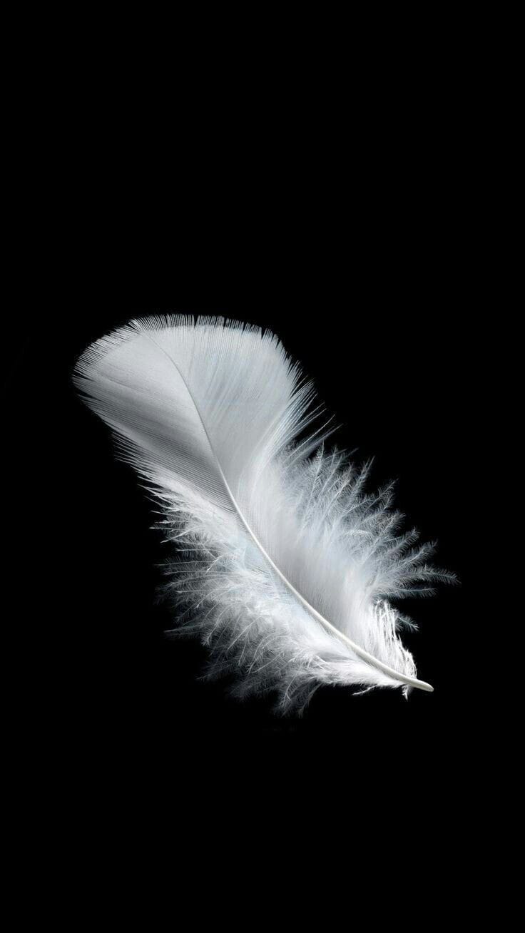 my_laydbird