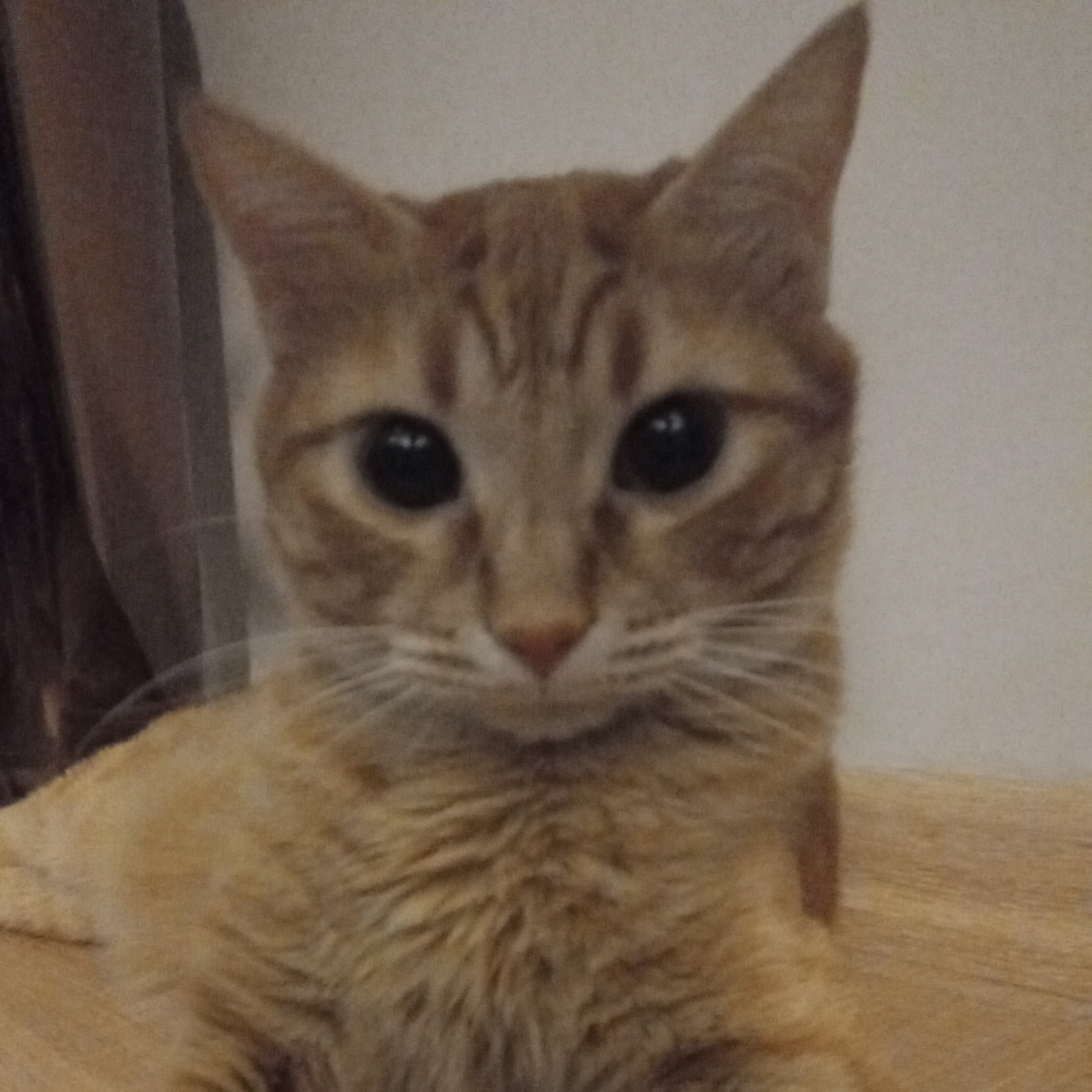 Eflal mina
