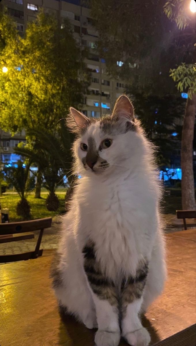 İlayda