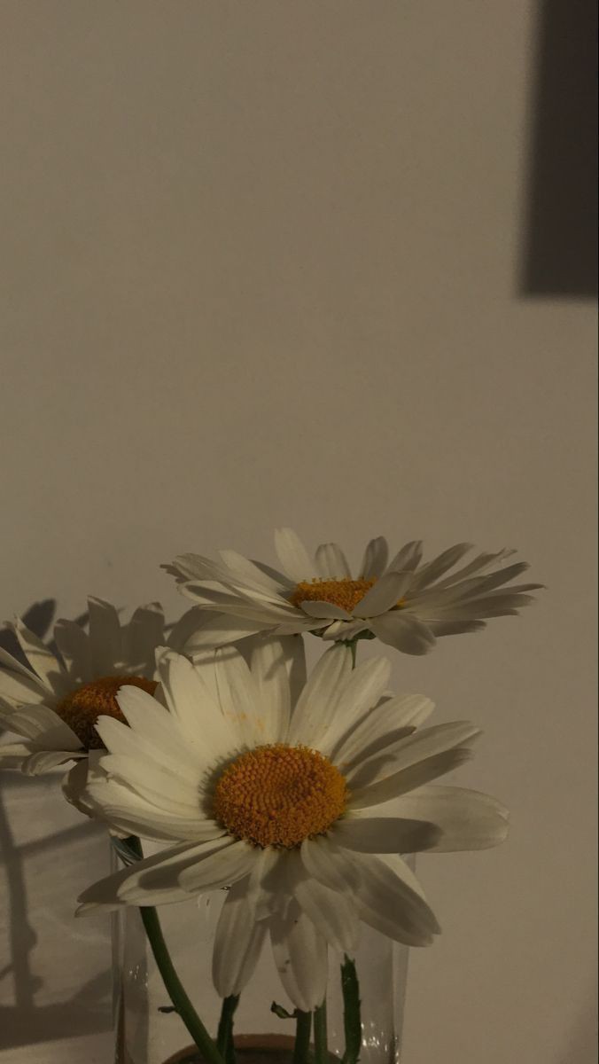 Siyah mezarlık