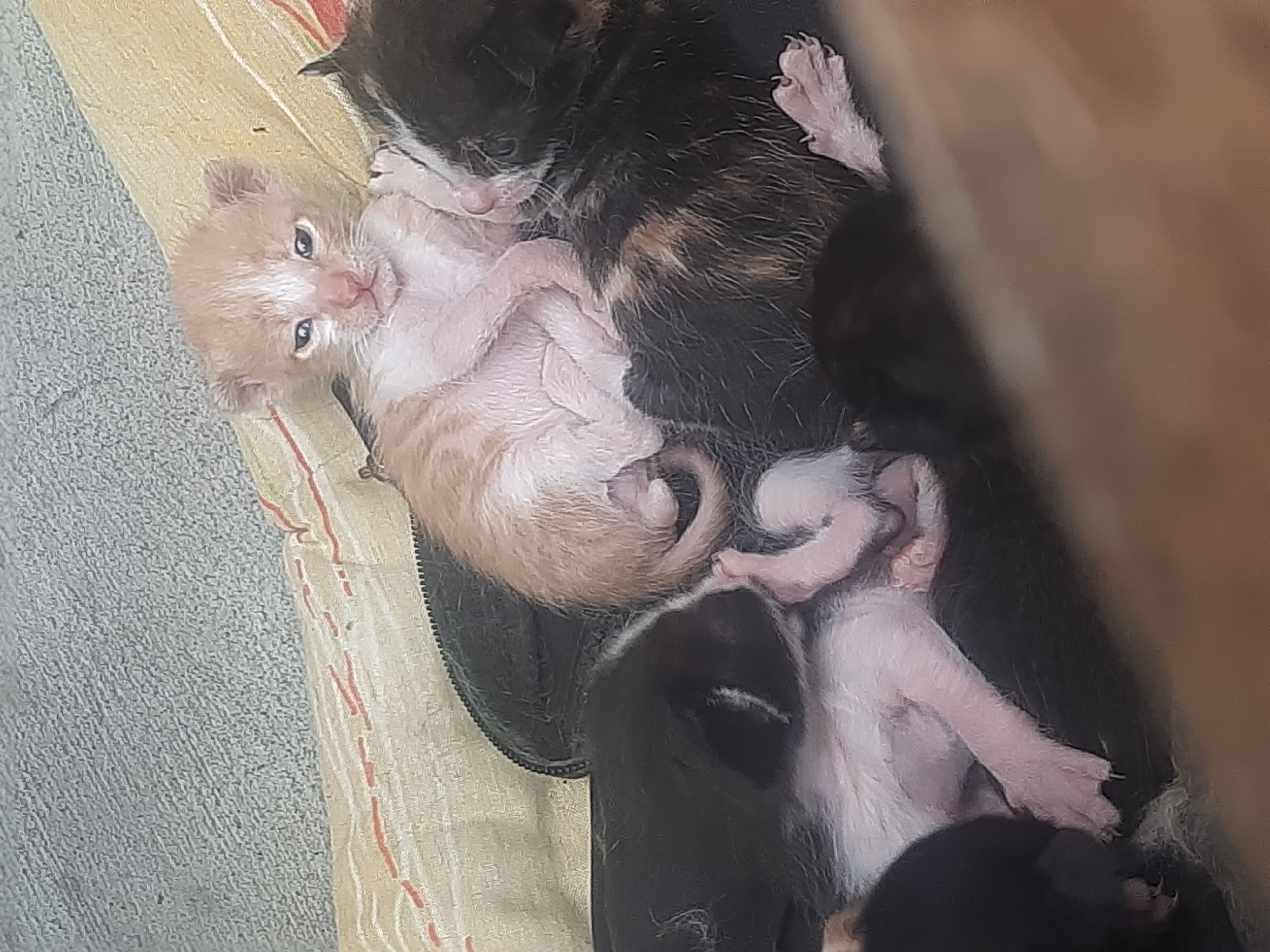 ☆Zeynn☆