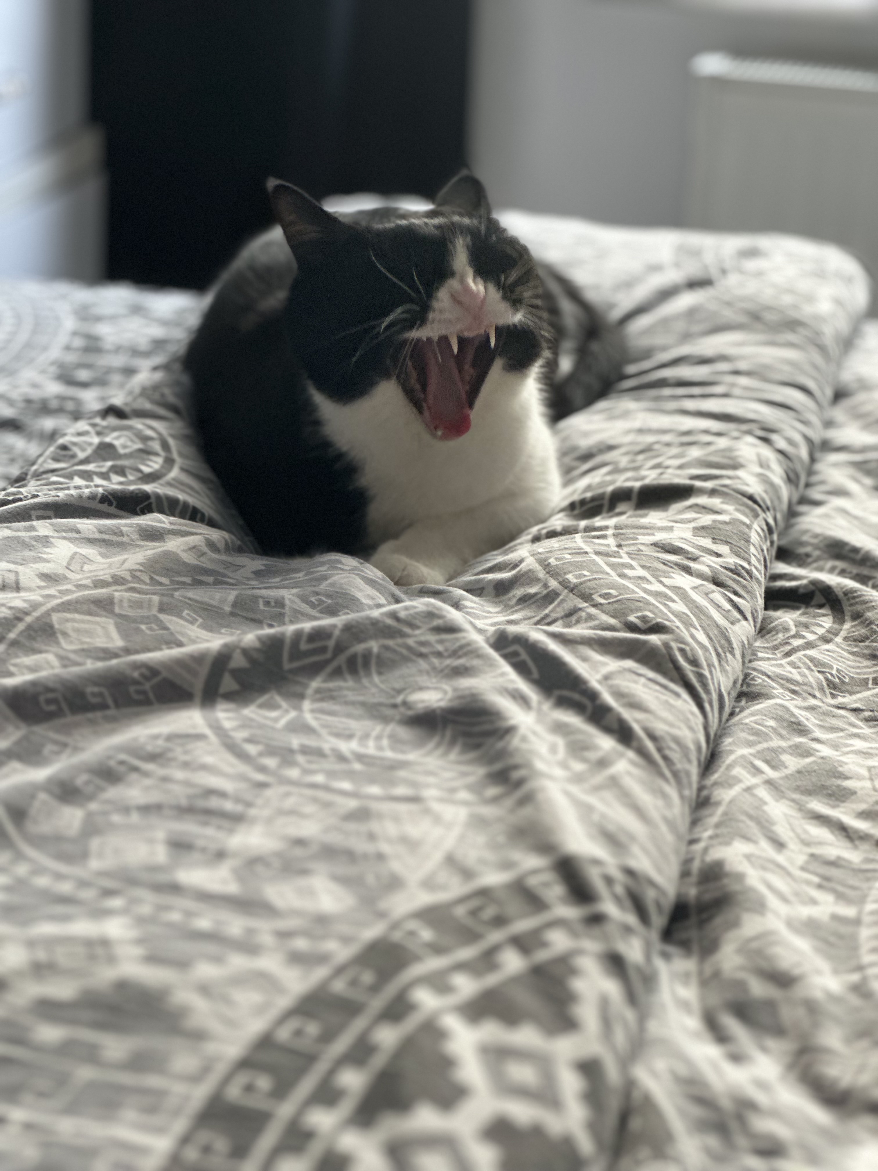 Pua
