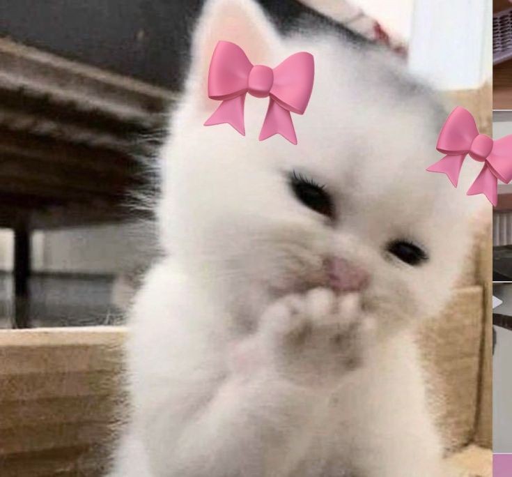 Eco 🎀🖤