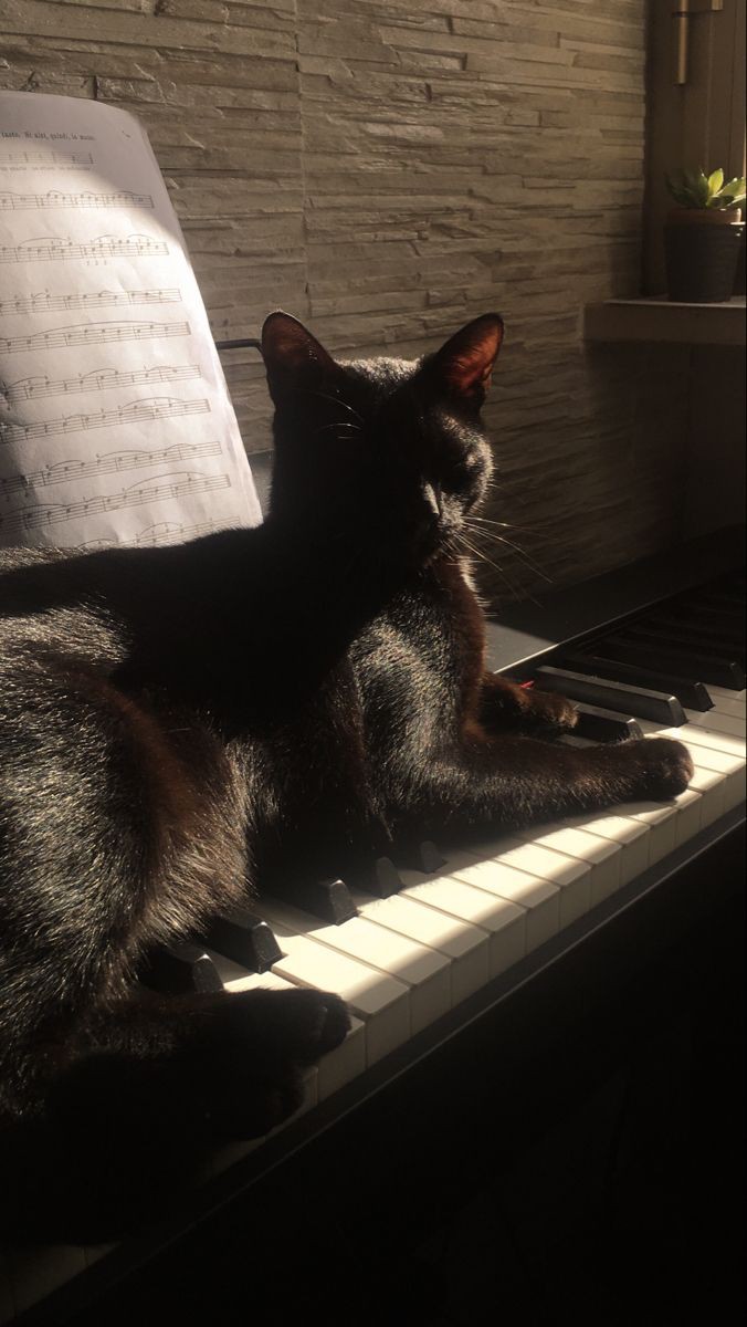 Miaayy