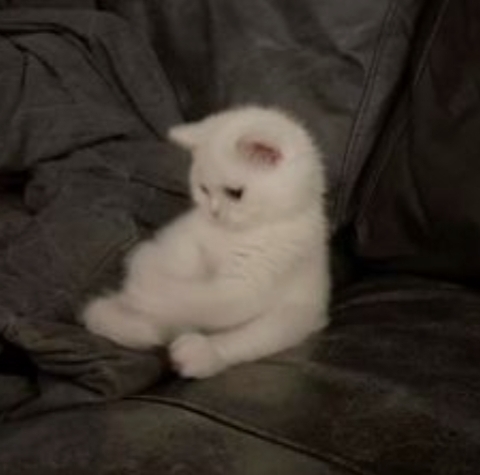 🤍