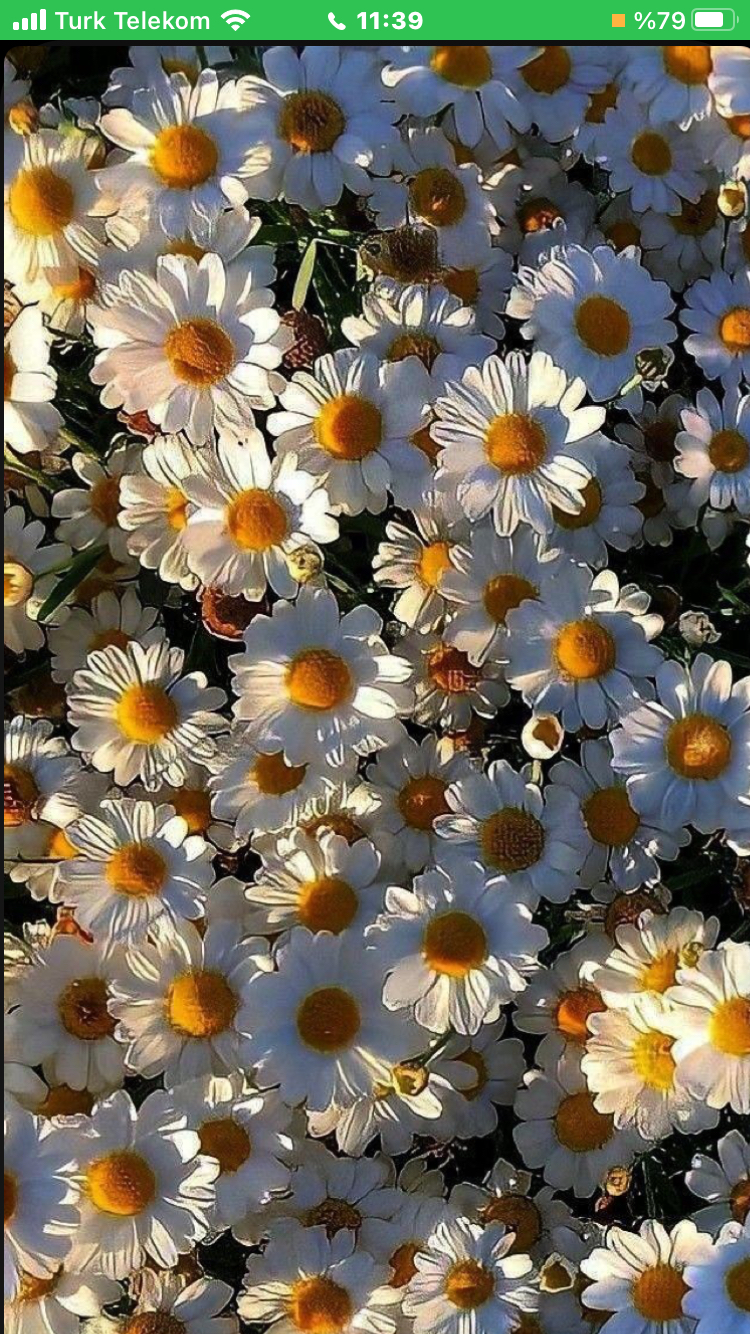 defne sezer