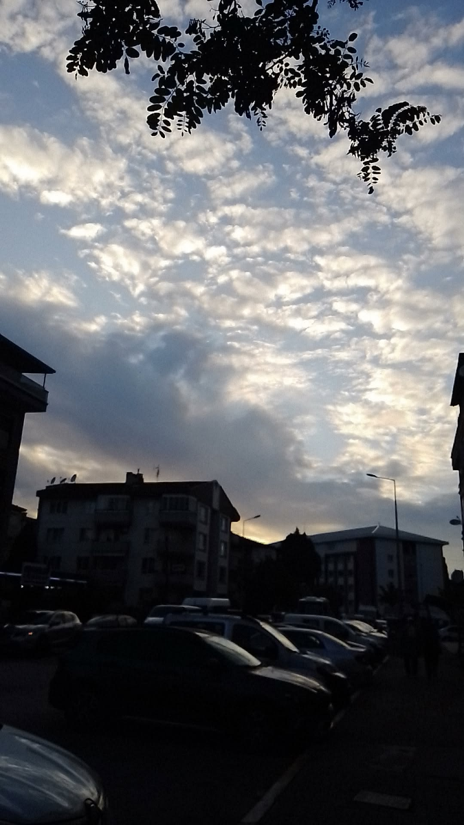 Bisküvi