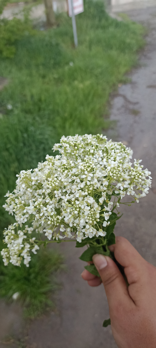 Beyzagvn58