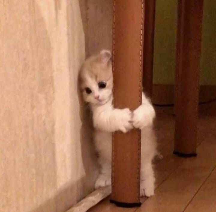 Sakar Kedi