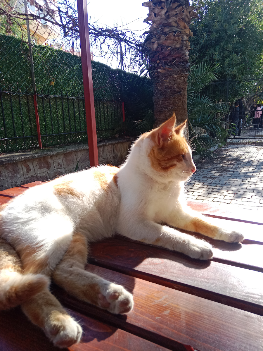 Wixilya