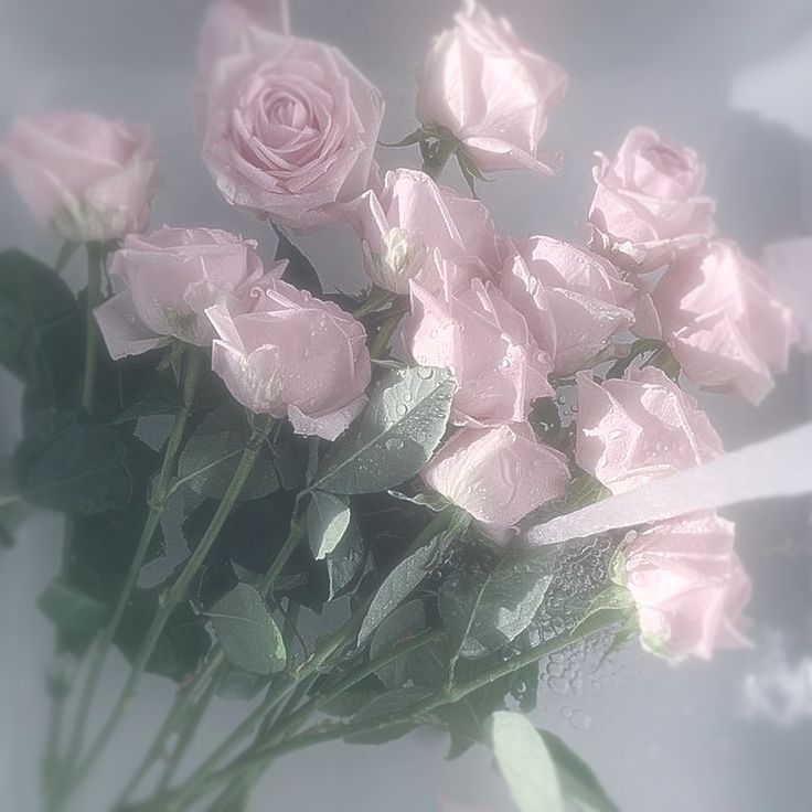 Maya Sakura Chen◈✰