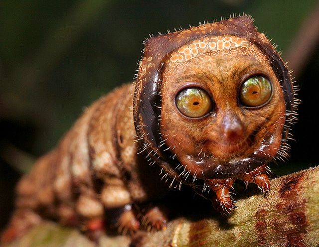 Böcek