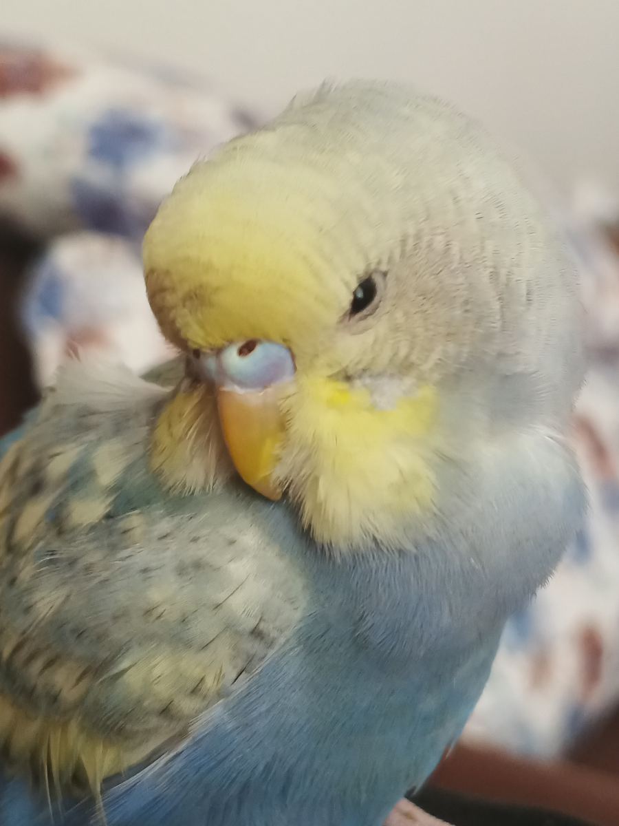 Adim
