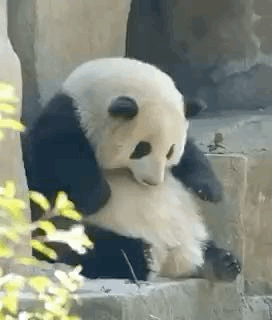 Defne_🐼