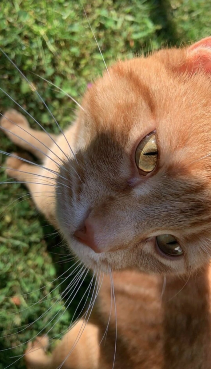 Meri