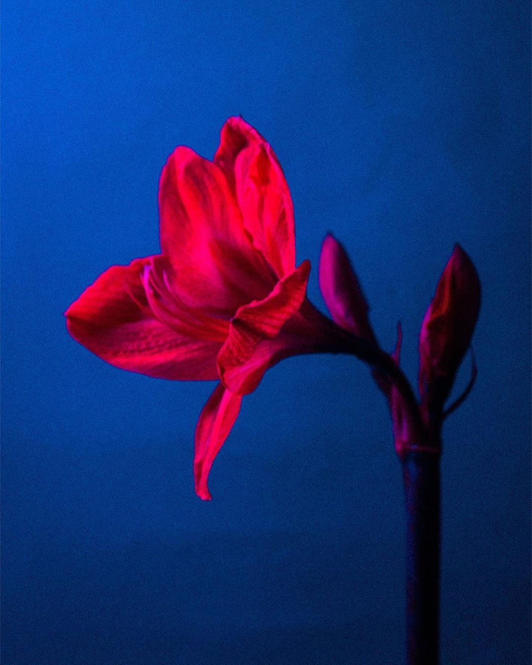 Dalia Y. D.