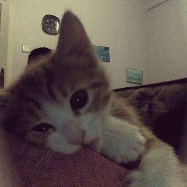 Merve