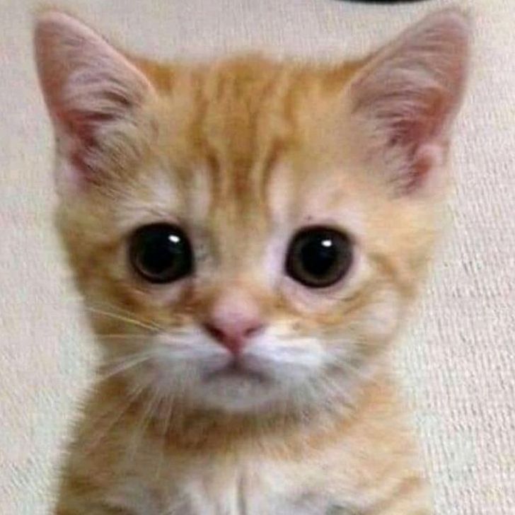 Burcu