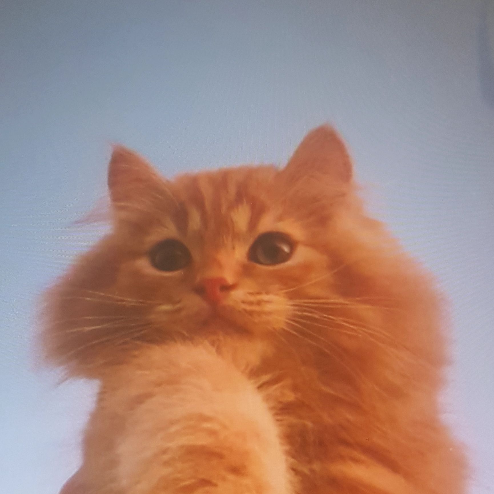 Soraslıkedi