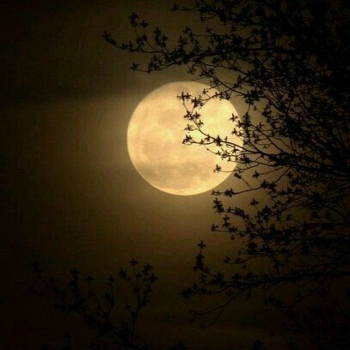 Gece