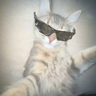 Evin E. DEMİR