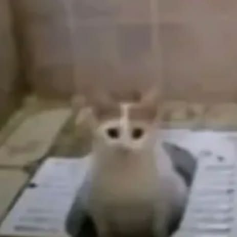 nefertiti