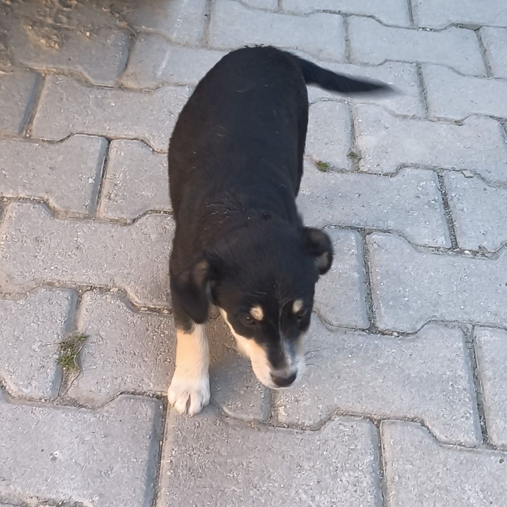 Kaan