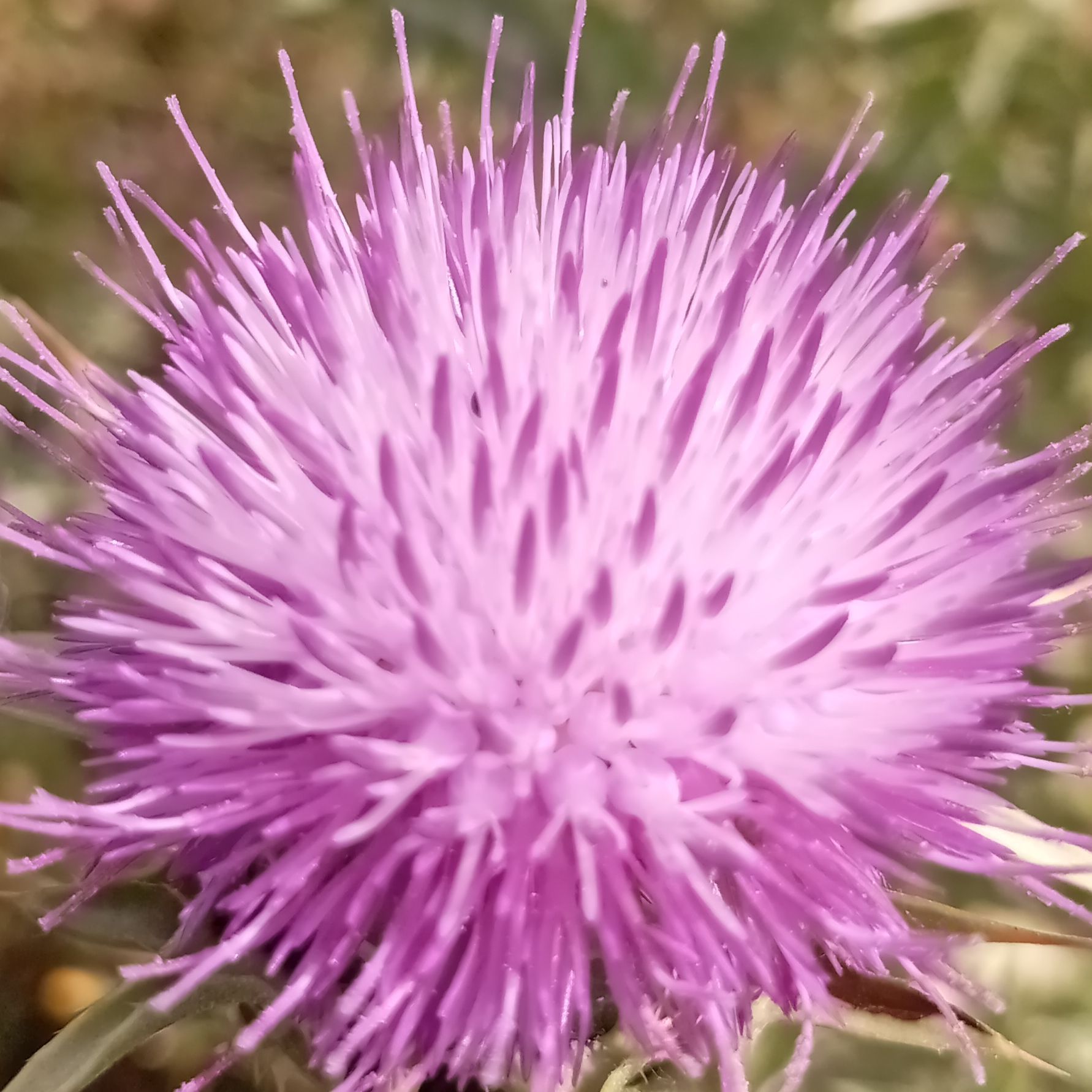 Huzeyfe Acikalan