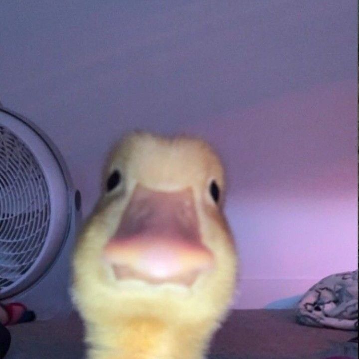 Döndü Dağ