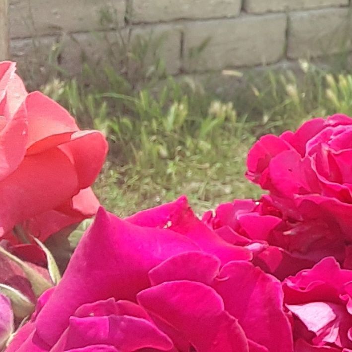 Jasmin.ie