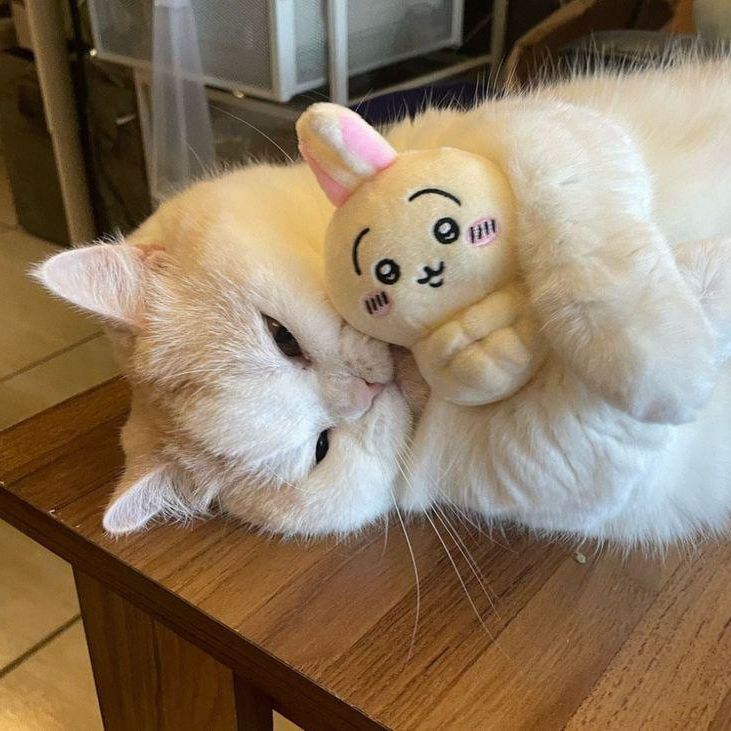 usagi