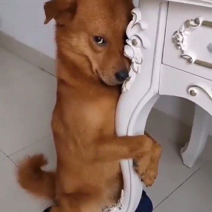 Garibanköpek