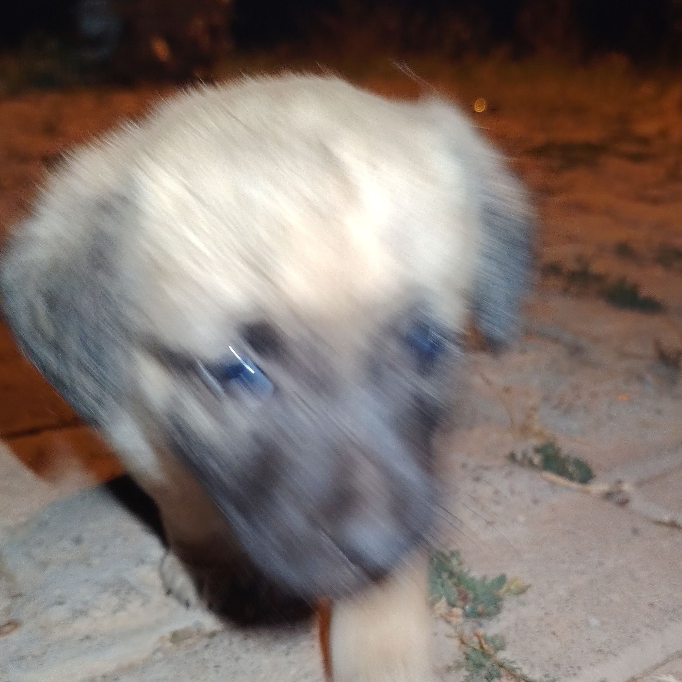 Zenci