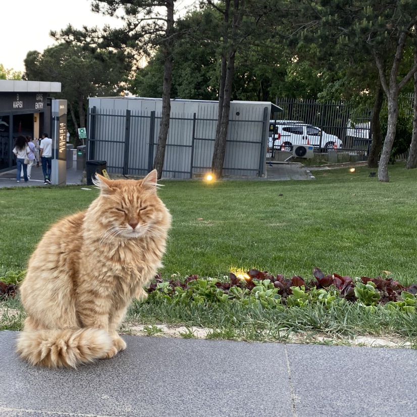 Man-cat