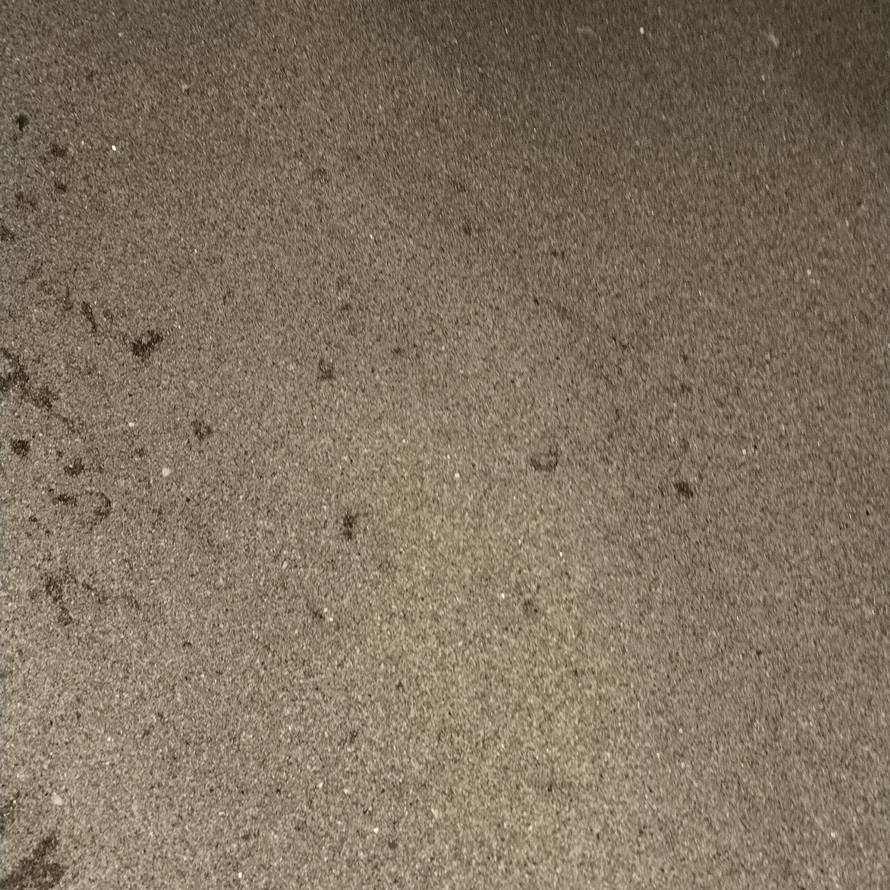 kedi tatılı