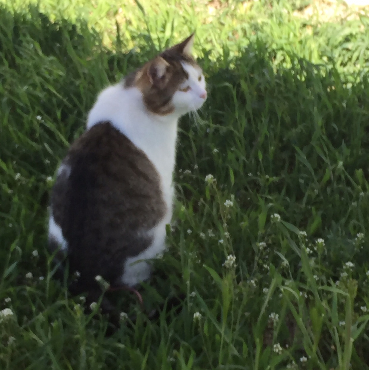 Lua