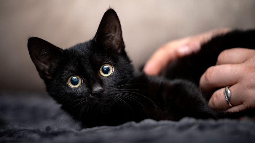 Ajan kedi 2