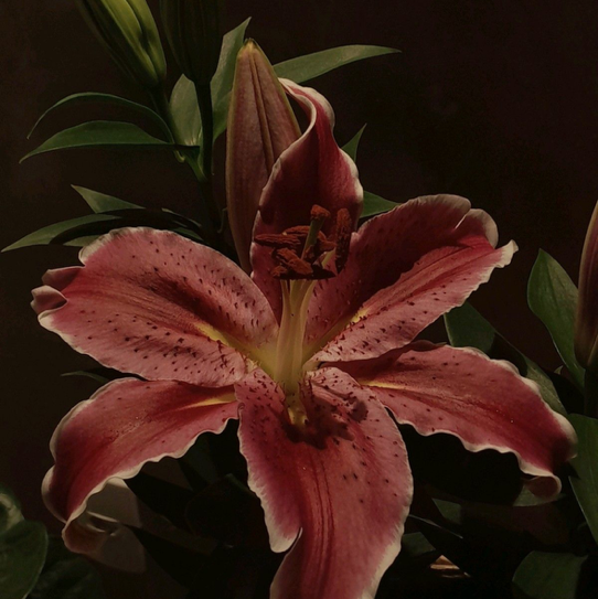 Lily⚜️