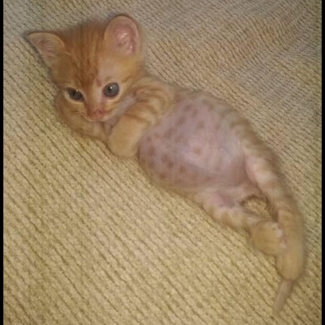 Ezgi