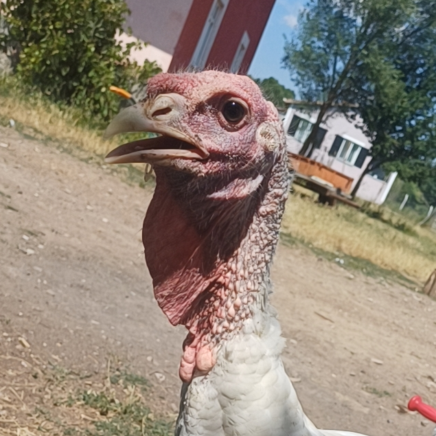 Hekto