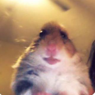 saskinhamster