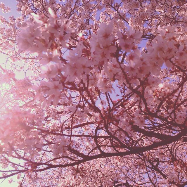 Zeze🌸