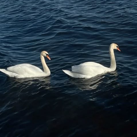 Şule